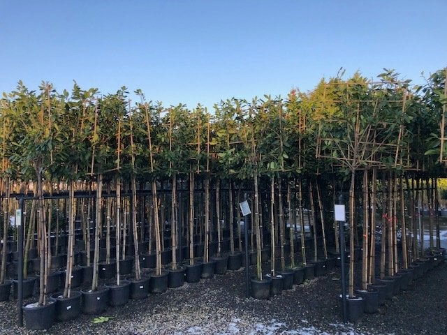 Foto 3 van lei laurier novita caucasica 340cm hoog 14-16 cm wintergroen