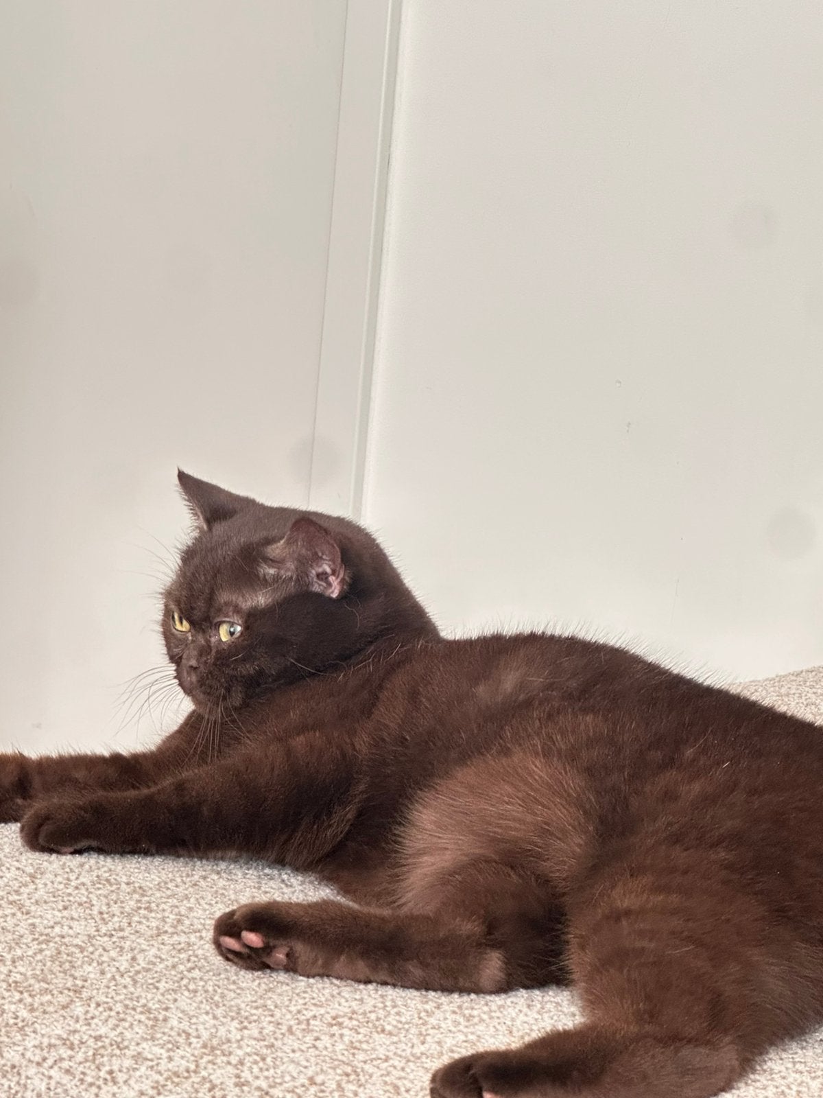 Chocolade Britse Korthaar Poes Te Koop, Dieren en Toebehoren