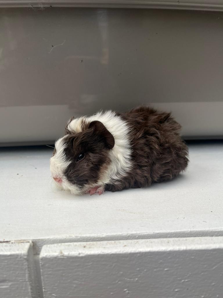 Choco creme wit alpaca cavia beertje, Dieren en Toebehoren, Knaagdieren, Mannelijk, Cavia, Mei, Tam