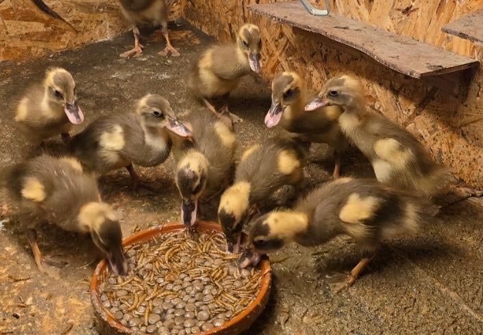 jonge loopeenden, Meerdere dieren, Eend