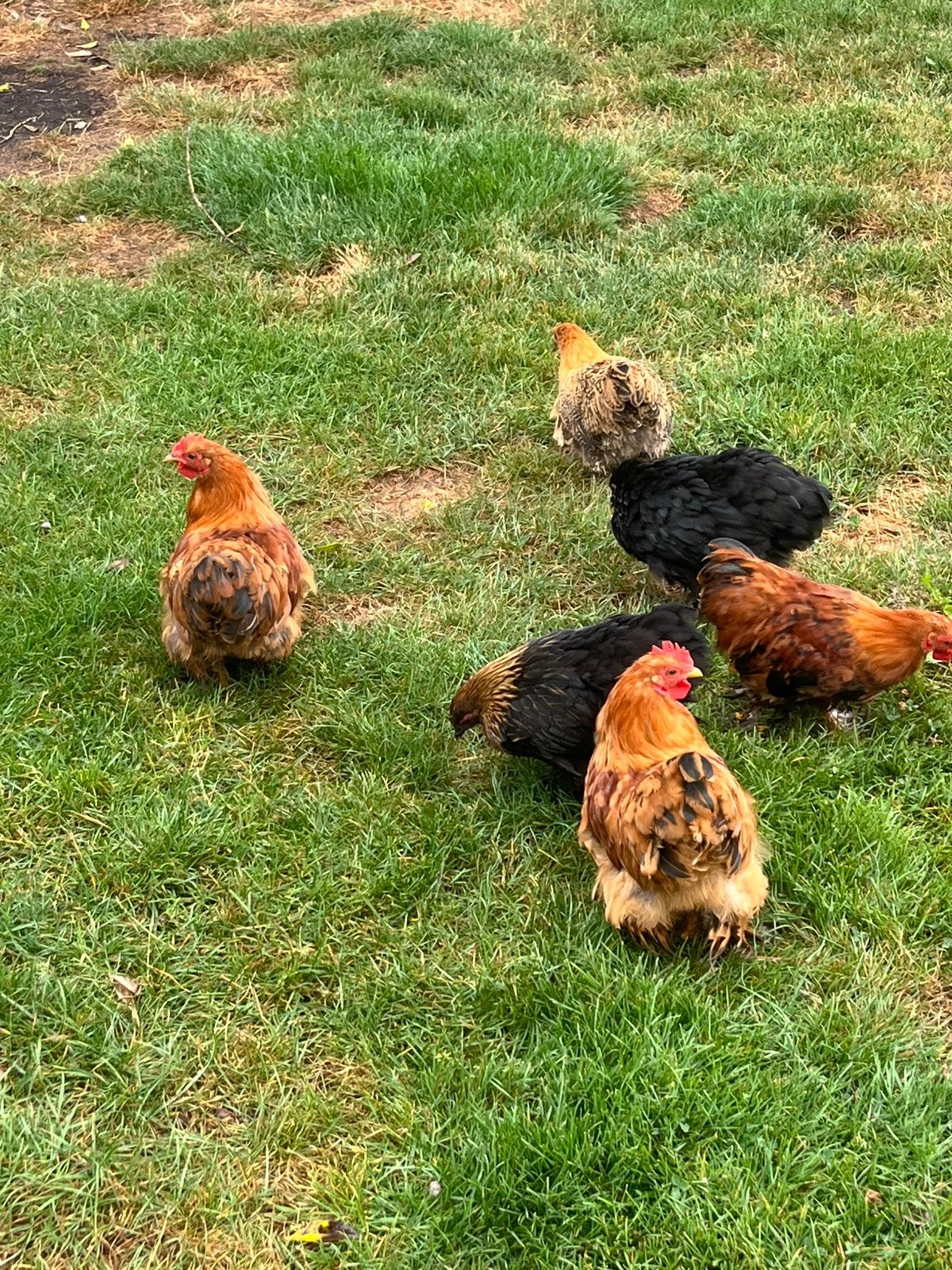 Cochin kriel kippen / kuikens ( paren of als groep ), Dieren en Toebehoren, Pluimvee, Meerdere dieren, Kip