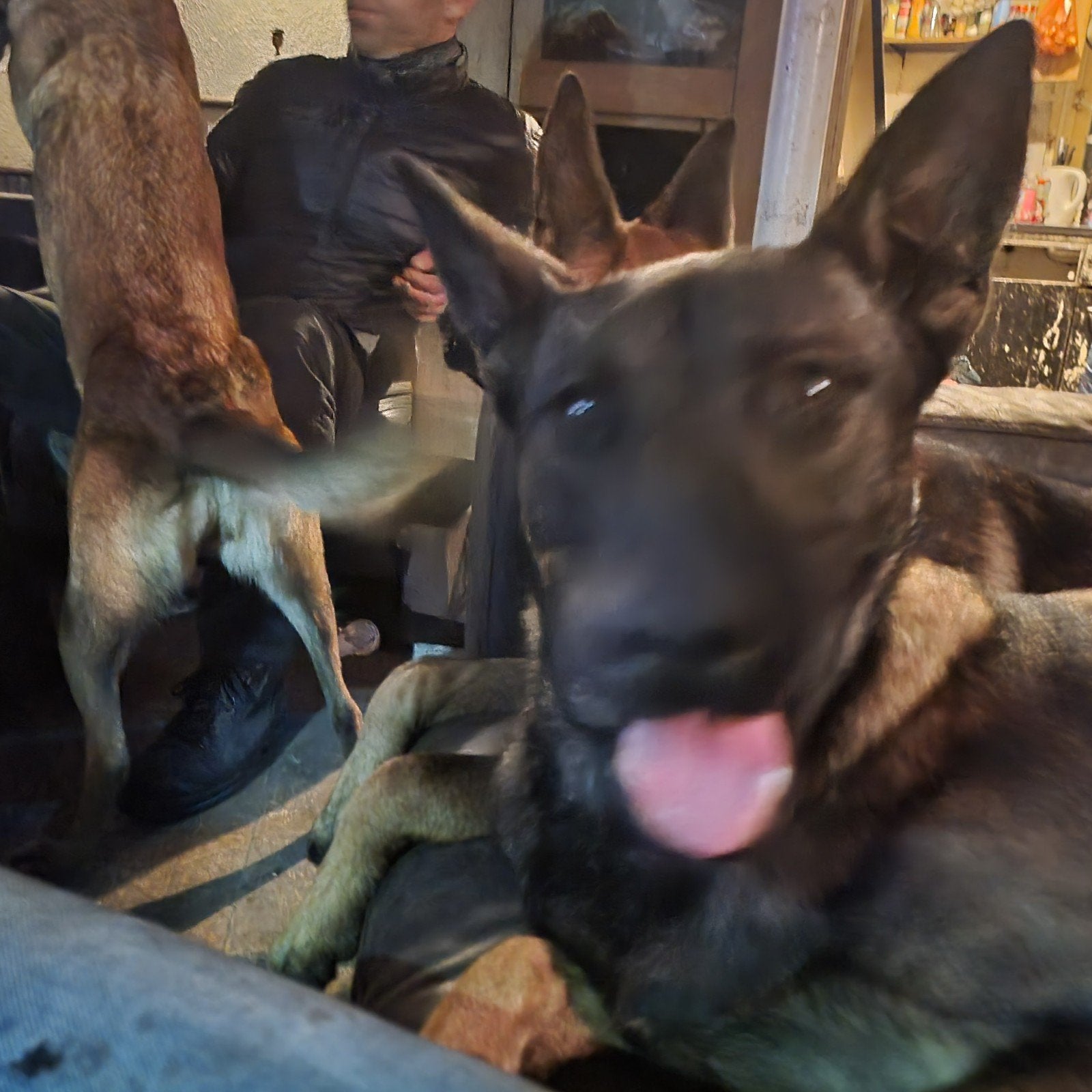 1 jarig Mechelse herder reutje met goed karakter, 15 weken tot 1 jaar, Reu, Eén hond, CDV (hondenziekte)