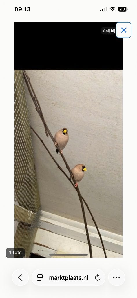 Maskeramadine 1-1, Meerdere dieren, Tropenvogel
