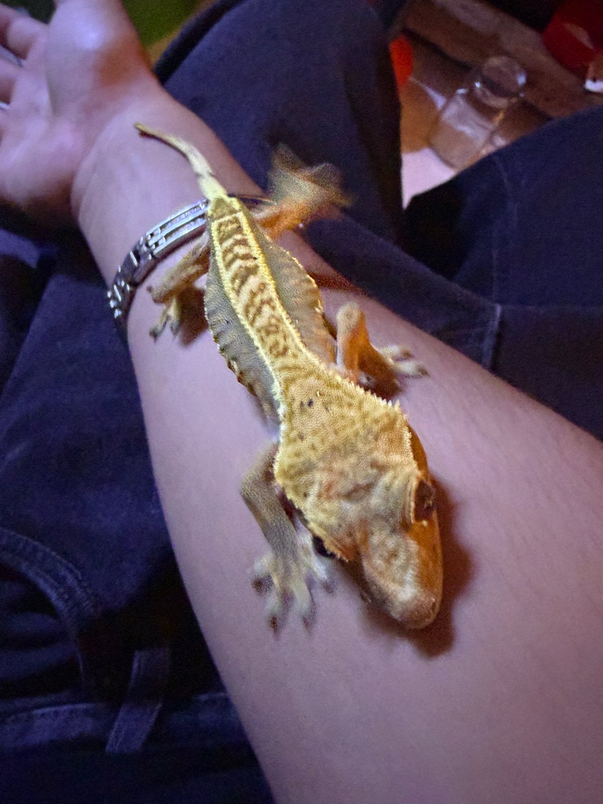 Wimper gekko met bio actief terrarium Crested Gecko photo 5