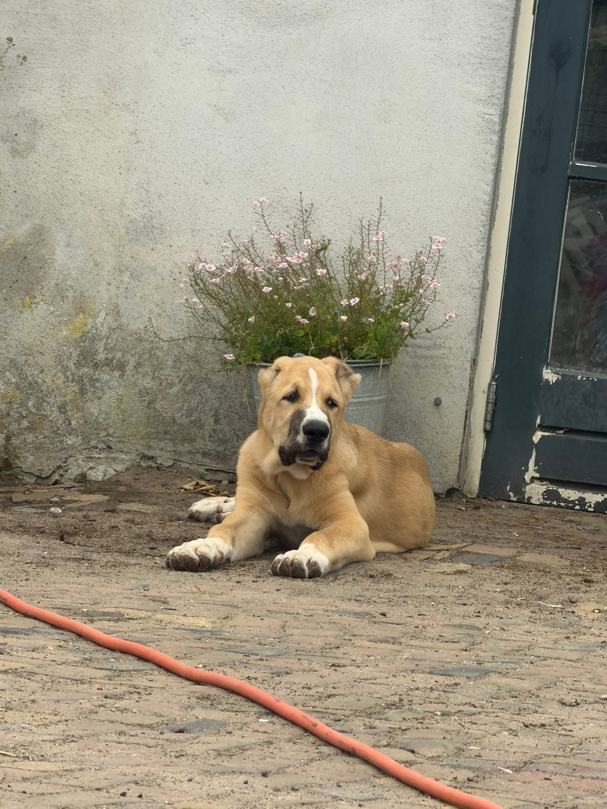 Alabai pup | Central Asian Shepherd | Ovcharka, Particulier, 8 tot 15 weken, Buitenland, Parvo