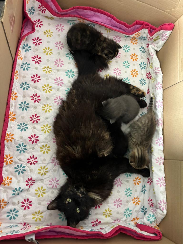 Kittens, Poes