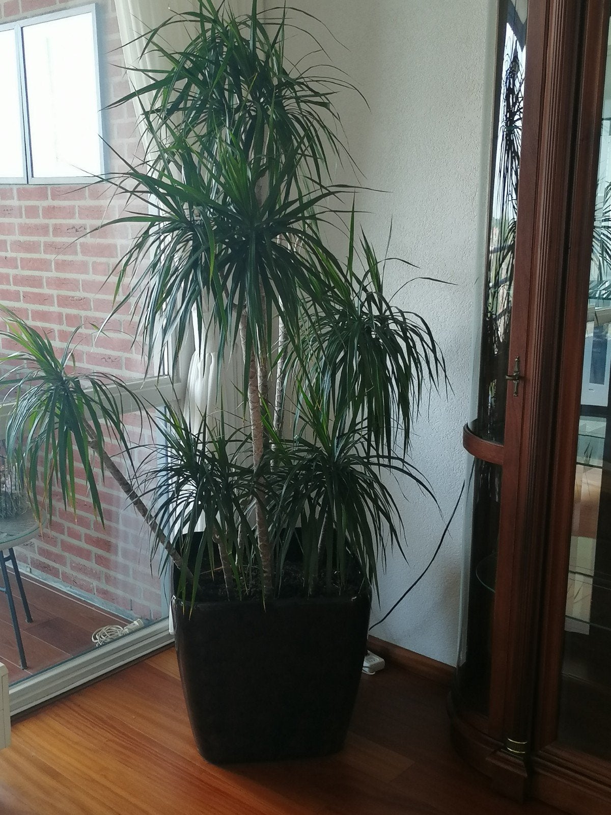 Grote kamerplant, Drakenbloem, Huis en Inrichting, Kamerplanten, Ophalen, Palm, Halfschaduw, In pot