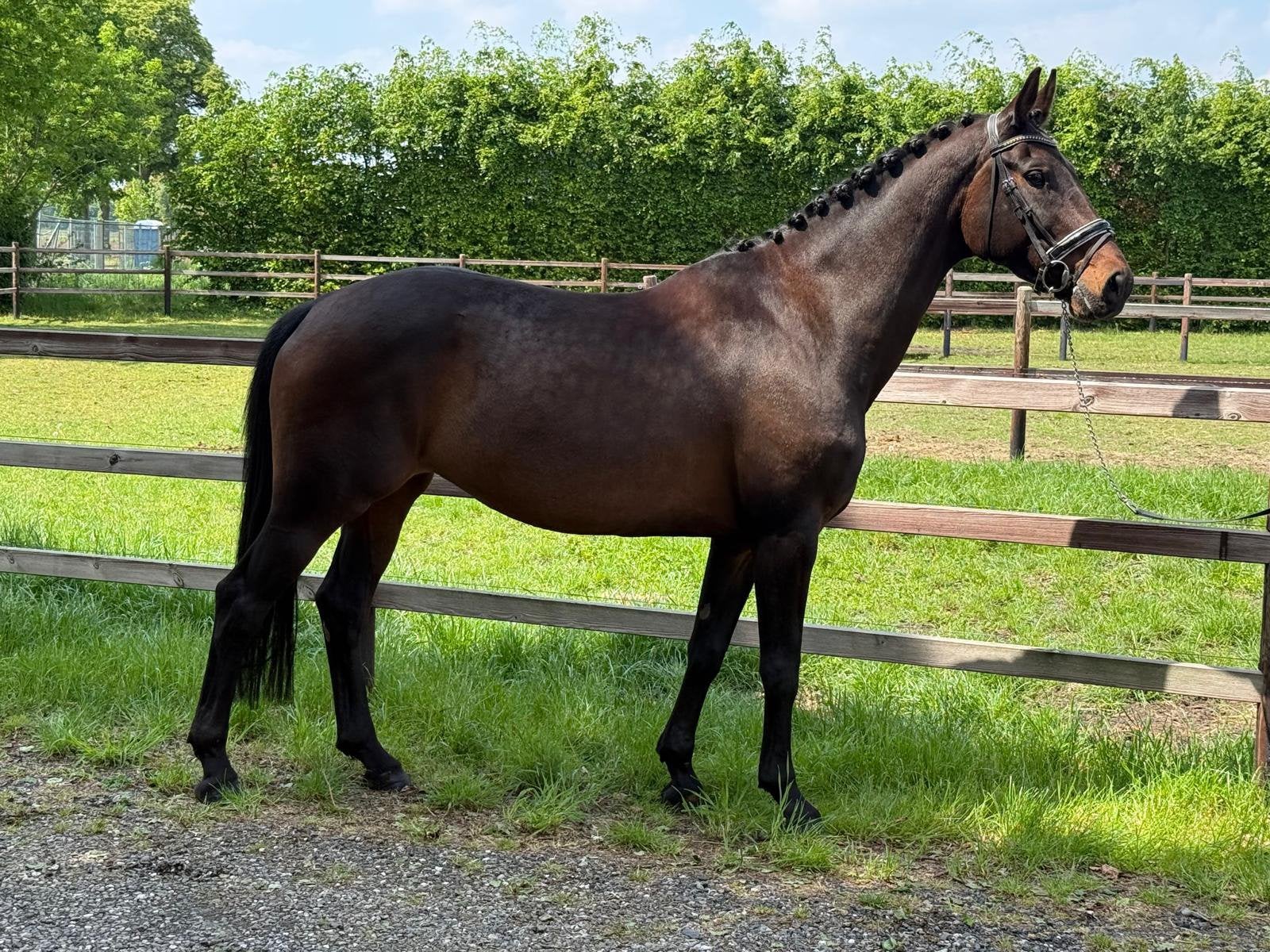 Brave merrie te koop, Dieren en Toebehoren, Merrie, Dressuurpaard, Met stamboom, 7 tot 10 jaar