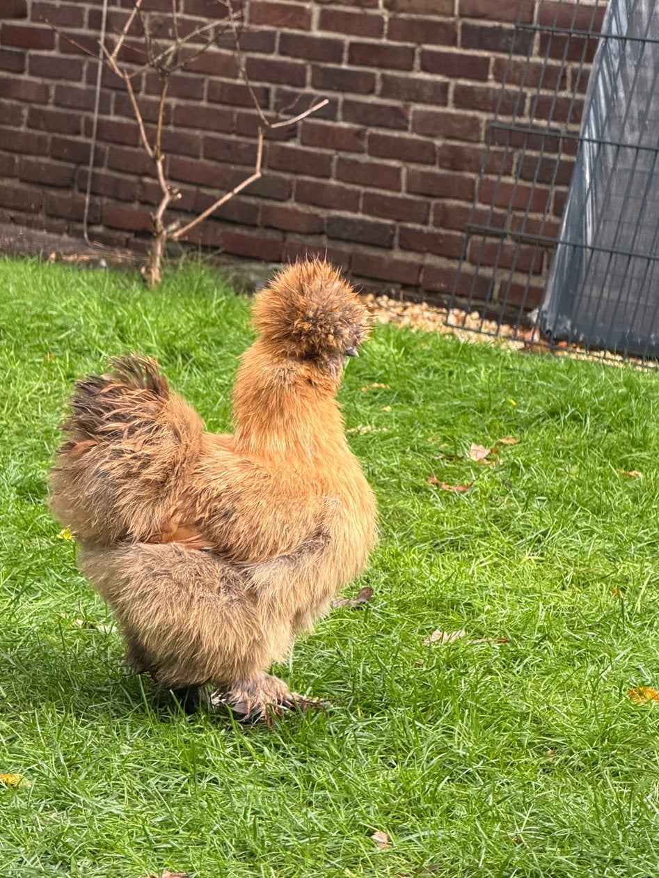 Zijdehoen USA hennen - ruilen mogelijk, Dieren en Toebehoren, Vrouwelijk, Kip