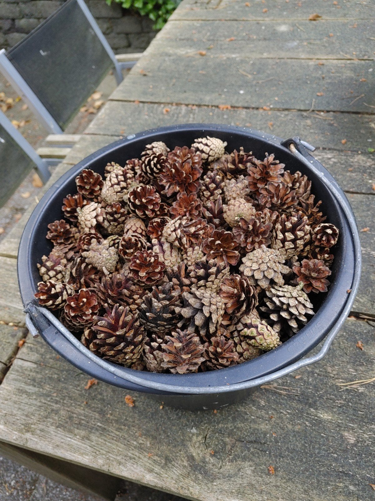 Dennenappels, de inhoud van 3 emmers a 12 liter, Tuin en Terras, Ophalen of Verzenden, Nieuw