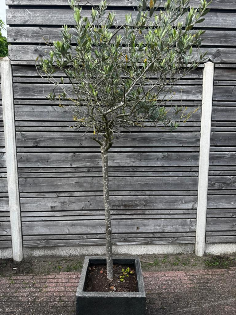Olijfboom in pot, Bloeit niet, Ophalen of Verzenden, 100 tot 250 cm, Olijfboom