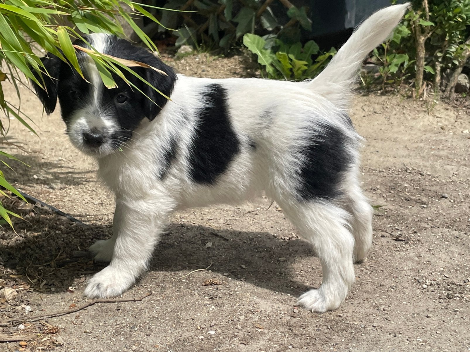 Kruising Markies pup reu, Parvo, 8 tot 15 weken, Eén hond, Nederland