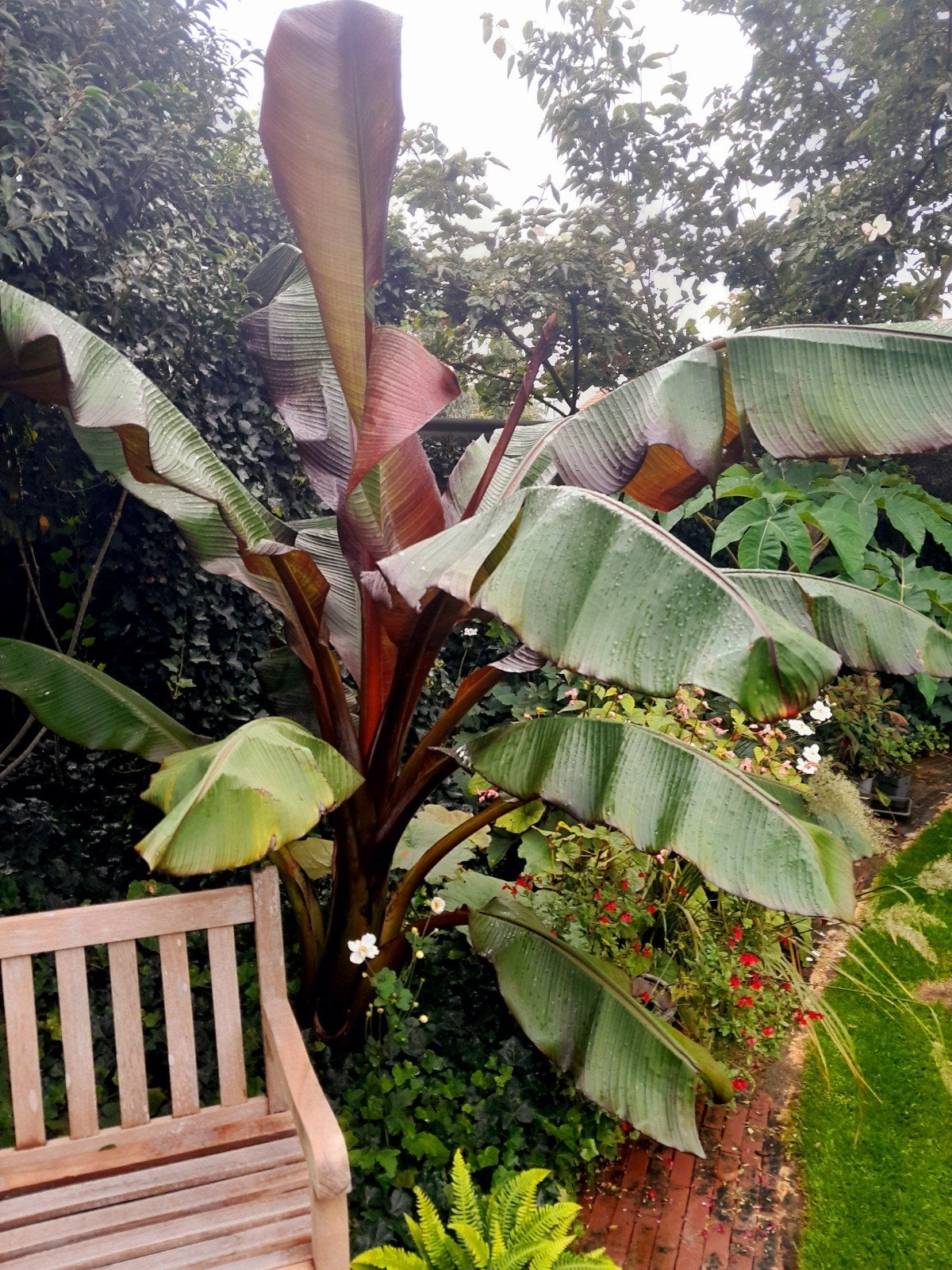 ensete maurellii, Tuin en Terras, Ophalen, Volle zon, Overige soorten