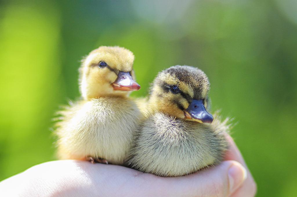 Oud Hollandse kwakers | Eendenkuikens | Gesekst, Dieren en Toebehoren, Pluimvee, Meerdere dieren, Eend
