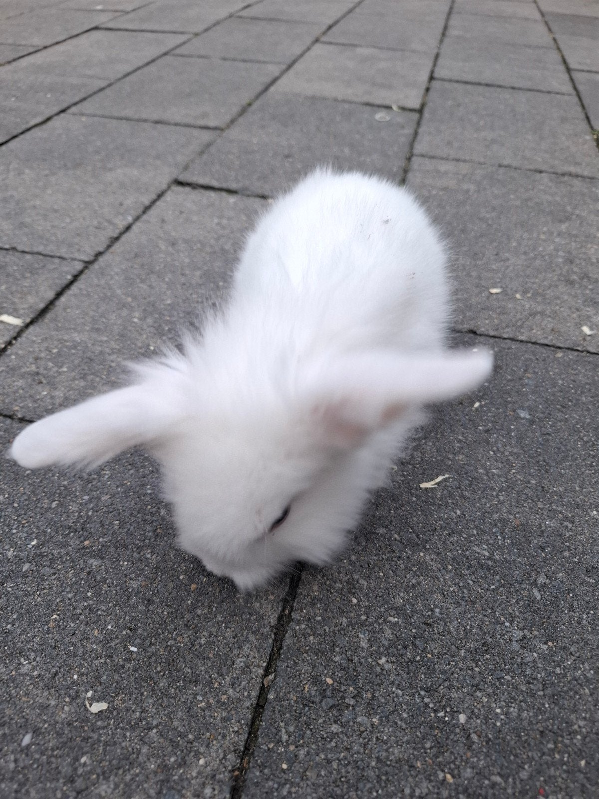 Lief vrouwtjes konijn, Vrouwelijk