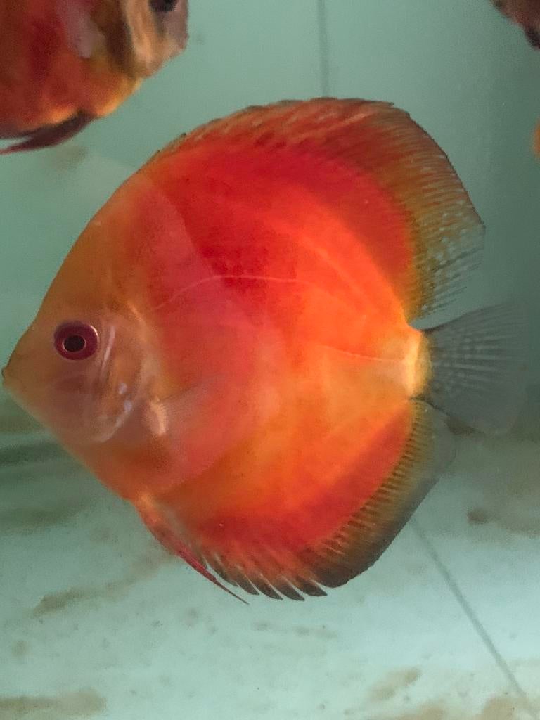 Discus vissen, Dieren en Toebehoren, Vis