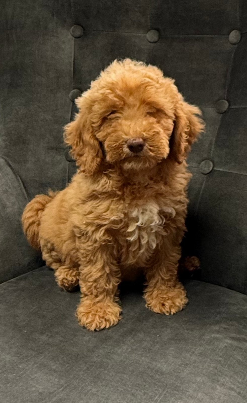 Labradoodle, Parvo, Nederland, Overige rassen, 8 tot 15 weken