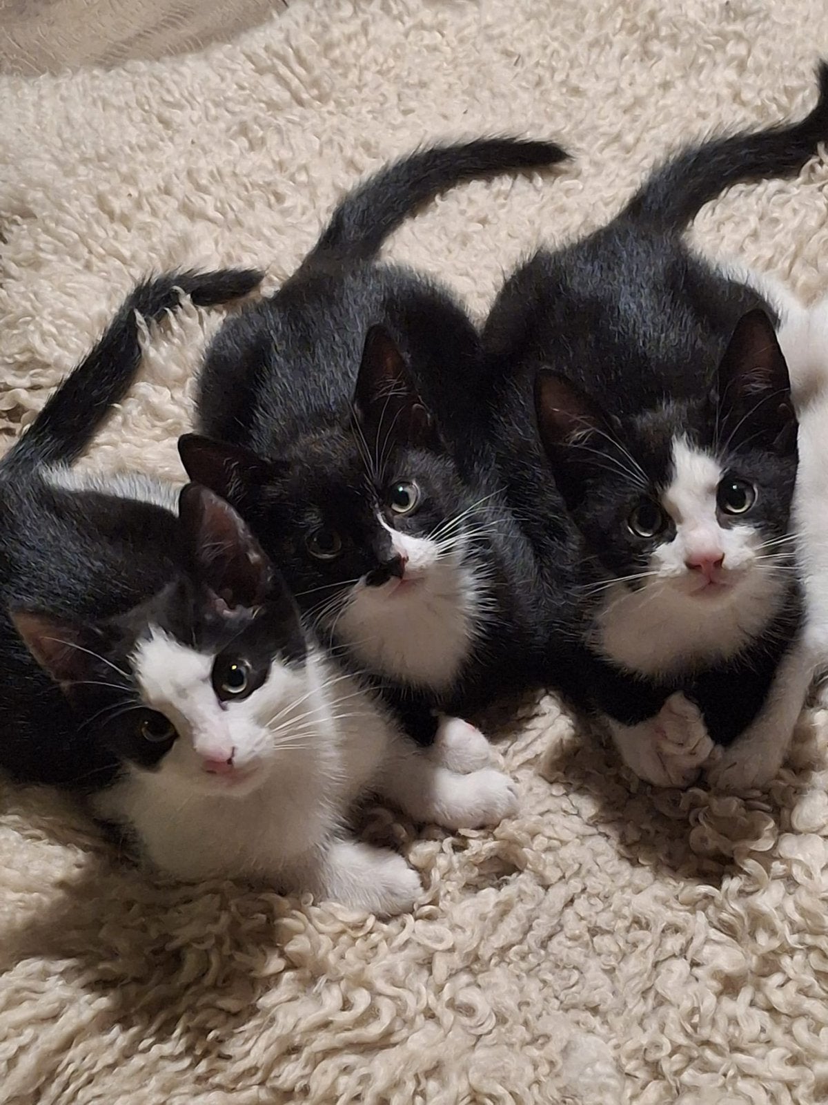 Lieve kruising siamees kittens
