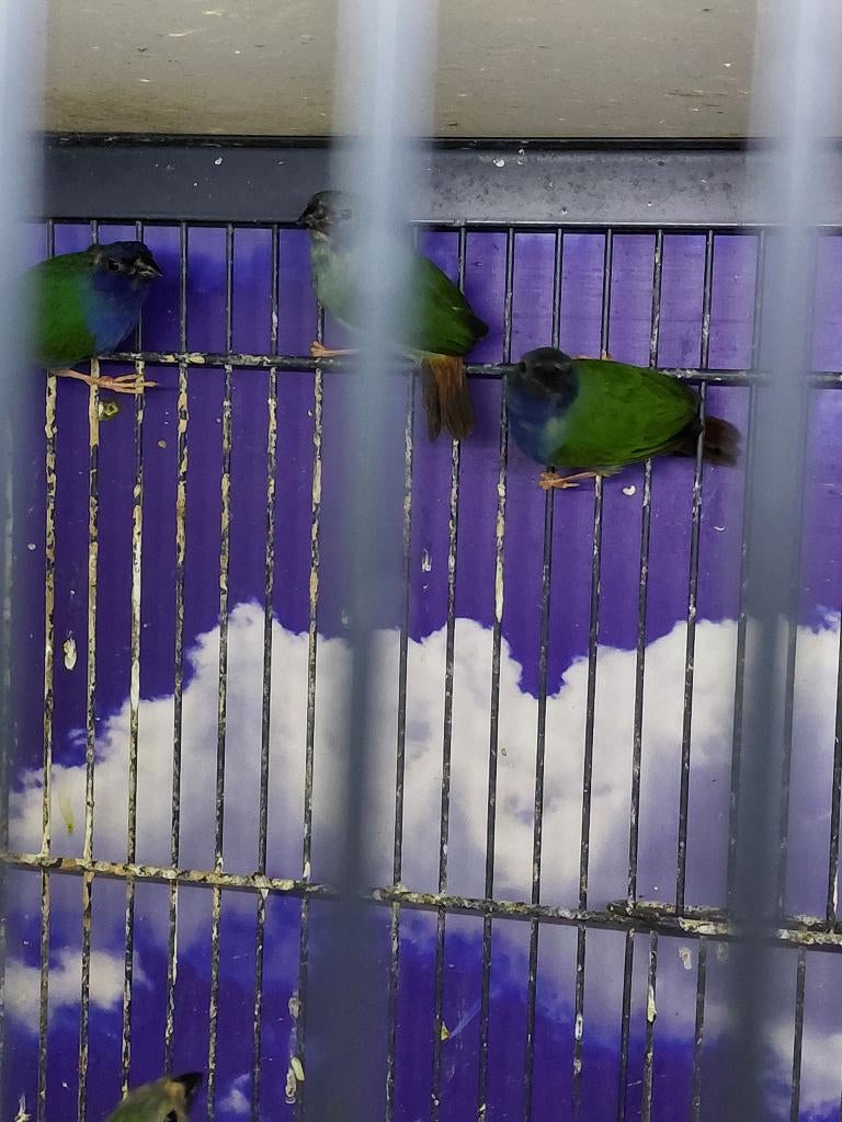 Forbes papagaaiamadine l Pop, Dieren en Toebehoren, Vogels | Overige Vogels, Tropenvogel, Meerdere dieren, Geringd