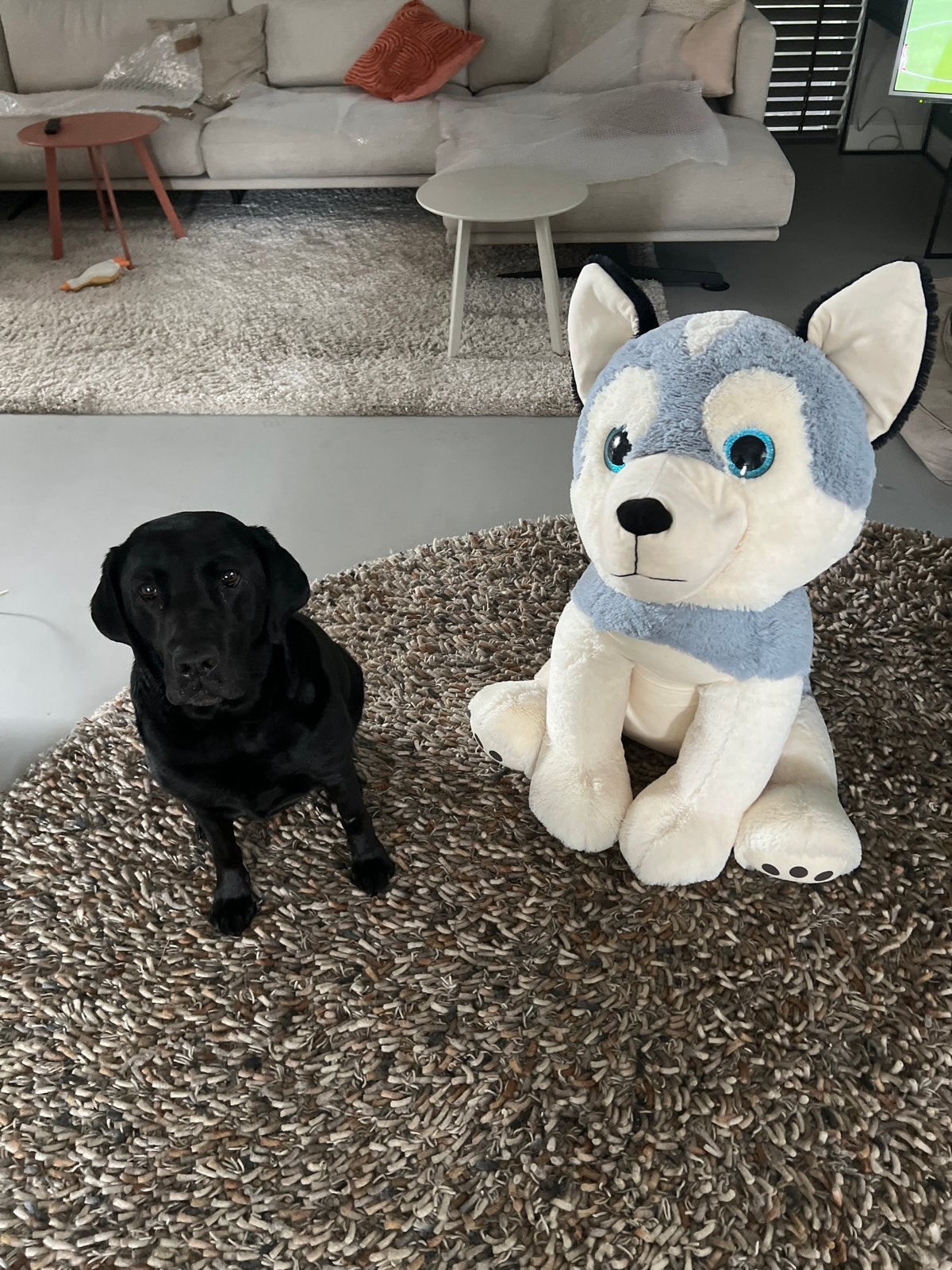 Grote zachte hondenknuffel - Husky 80 cm, Ophalen, Overige merken, Hond, Zo goed als nieuw
