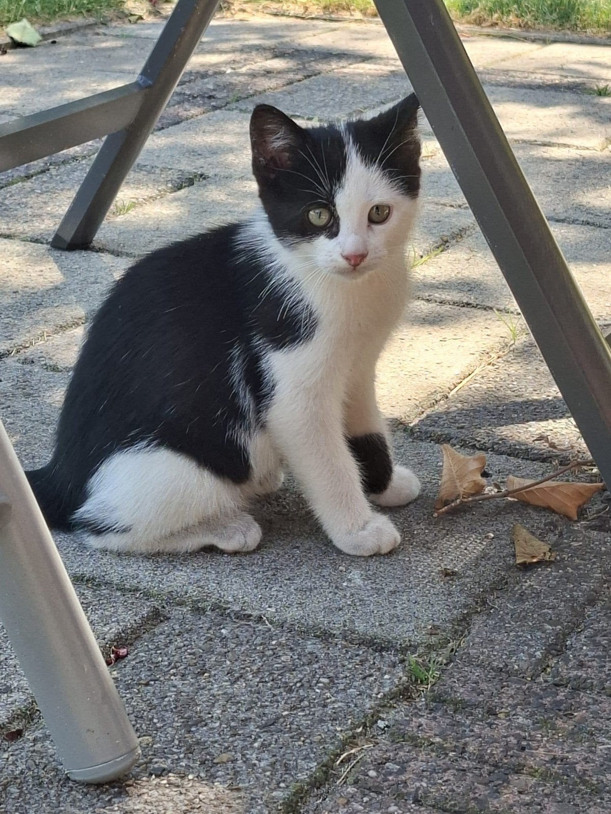 Nog 1 boerderijkitten, katertje., Dieren en Toebehoren, Katten en Kittens | Overige Katten, Meerdere dieren, Kortharig, 0 tot 2 jaar