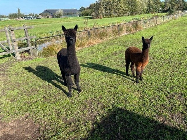 Drachtige Alpaca met merrie veulen kleur Zwart, Dieren en Toebehoren, Vrouwelijk, Alpaca, 3 tot 5 jaar