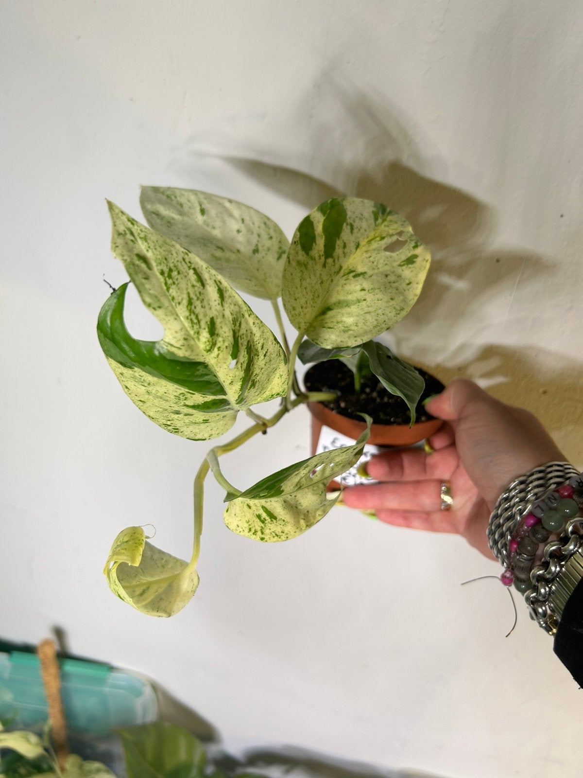 Epipremnum Pinnatum Marble Variegata - Zeldzame Kamerplant, Overige soorten, In pot, Minder dan 100 cm, Groene kamerplant