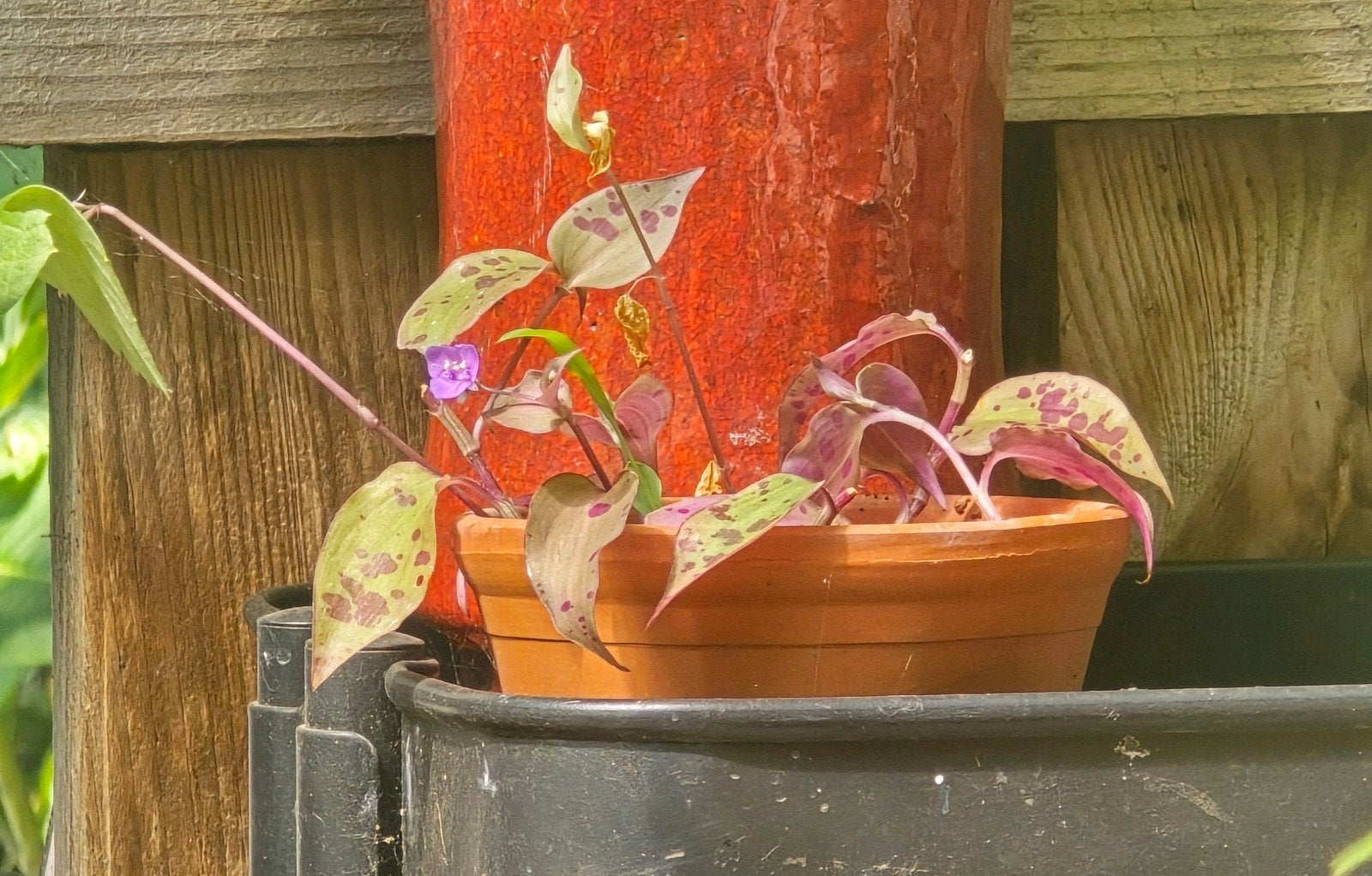 Tradescantia Pringlei, Ophalen, Halfschaduw, Minder dan 100 cm