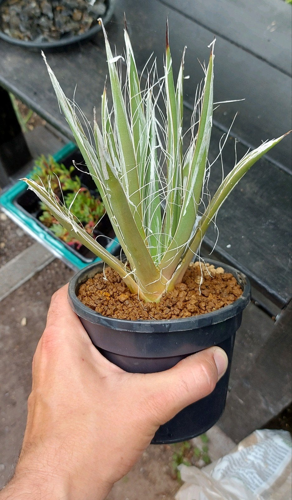 Agave Toumeyana groot, Ophalen of Verzenden, Bloeit niet, Overige soorten, Volle zon
