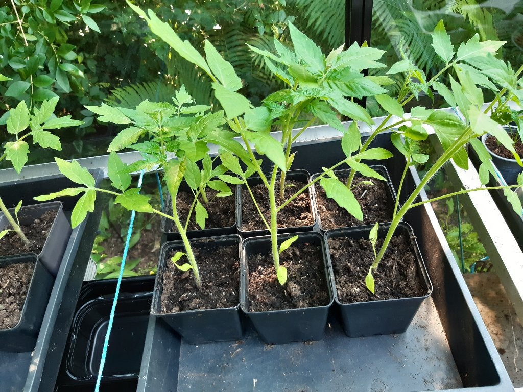 tomatenplanten, Tuin en Terras, Kweekspullen, Ophalen, Overige typen