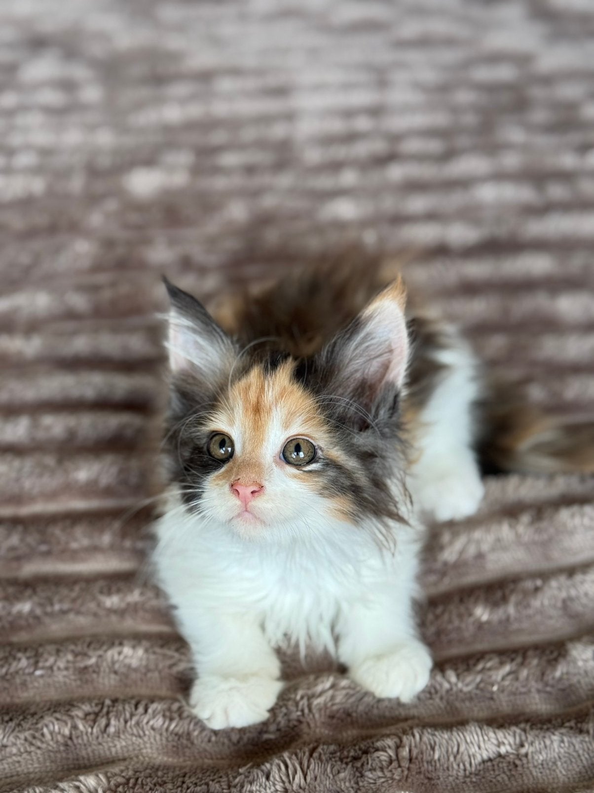 Prachtige Maine coon kittens mogen verhuizen, Dieren en Toebehoren, Meerdere dieren, Gechipt, 0 tot 2 jaar