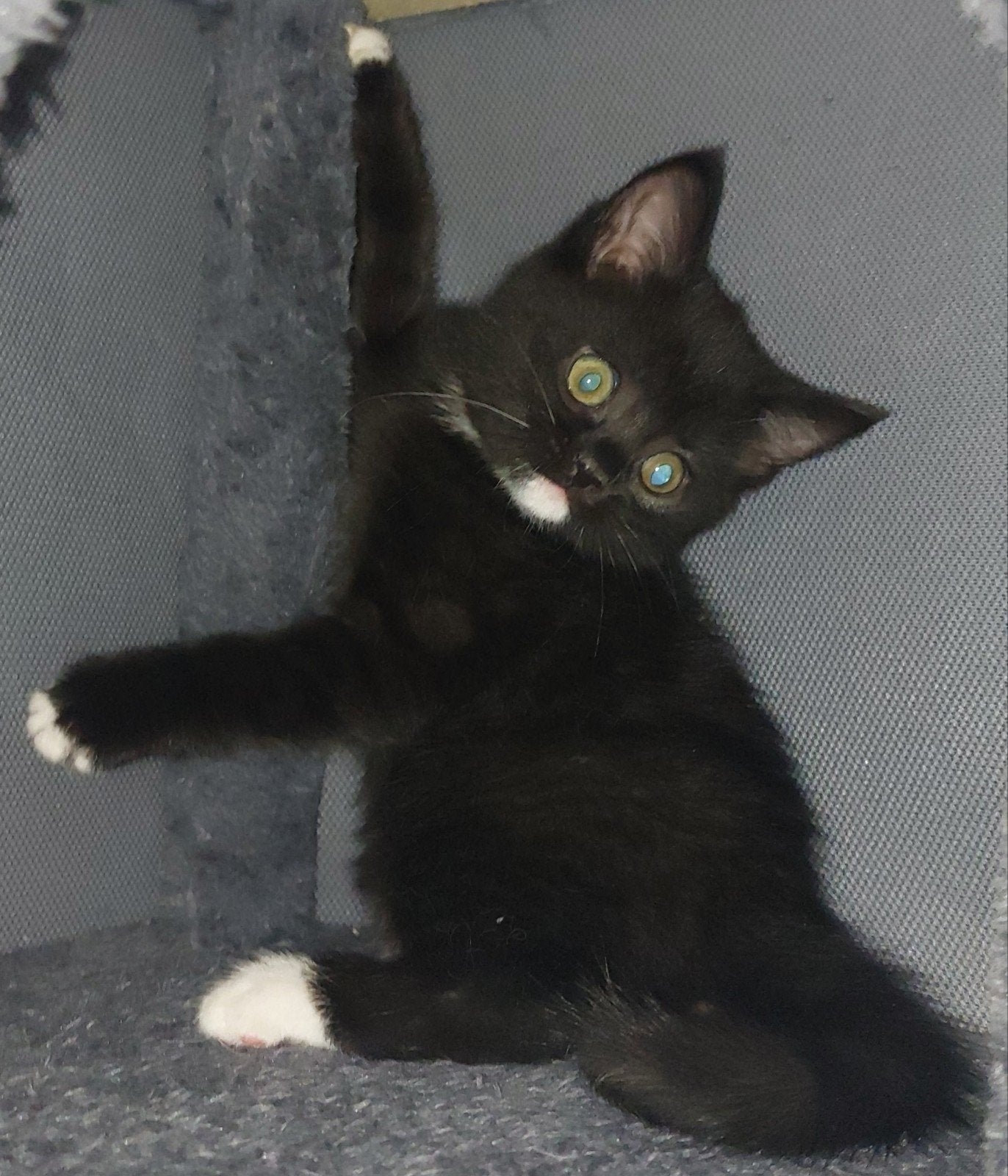 Brits korthaar kitten poesje, Poes, Kortharig, 0 tot 2 jaar