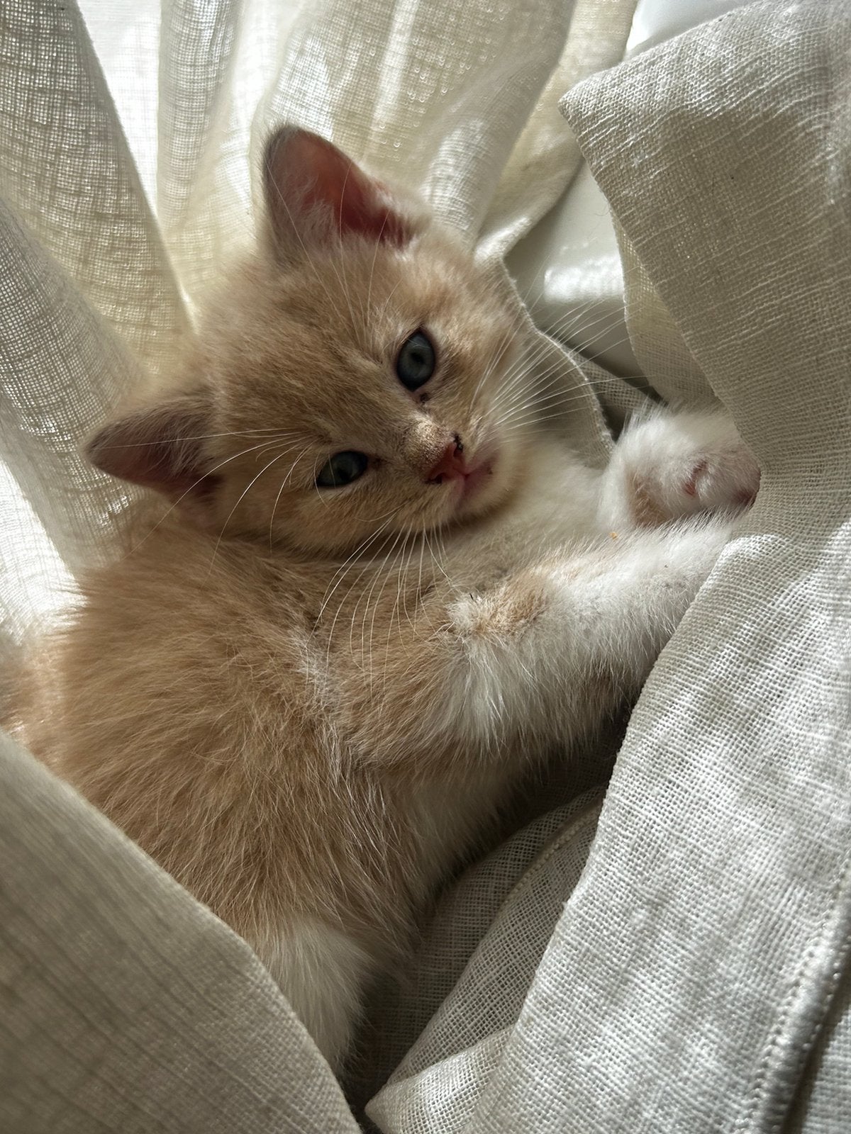 Ragdol x European Shorthair, Dieren en Toebehoren, Katten en Kittens | Overige Katten, Meerdere dieren