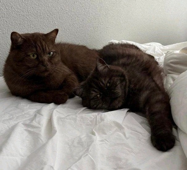 Lieve Britse Korthaar & Exotic zoeken nieuw thuis!, Kater, Gechipt, 0 tot 2 jaar
