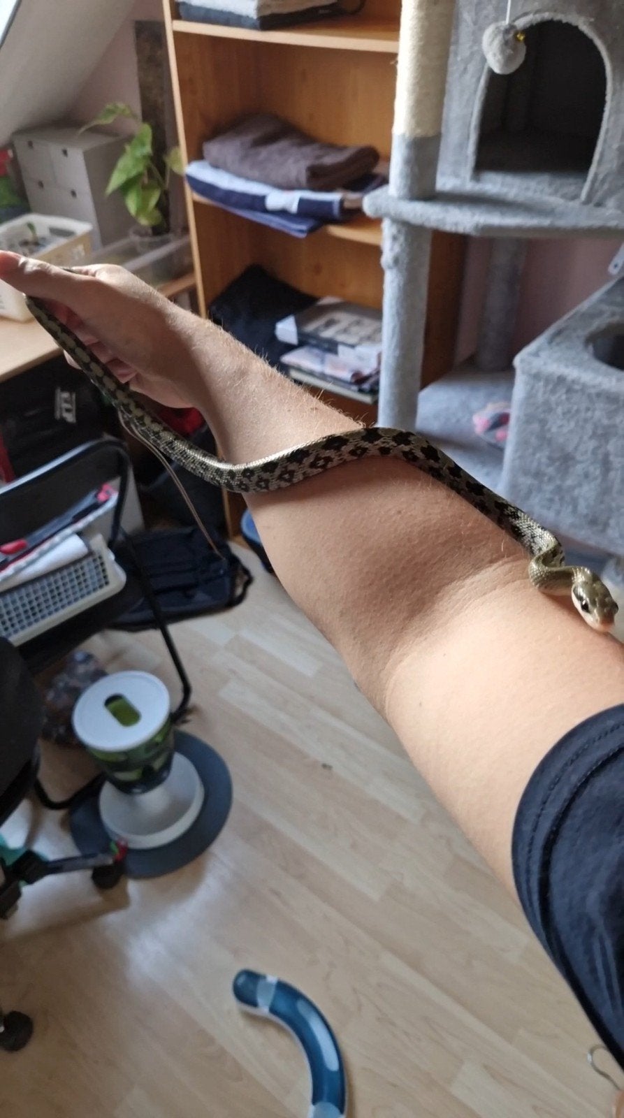 Thaiwanese rattenslang (Elaphe taeniura) Ball Python - unknown for sale from Gijs