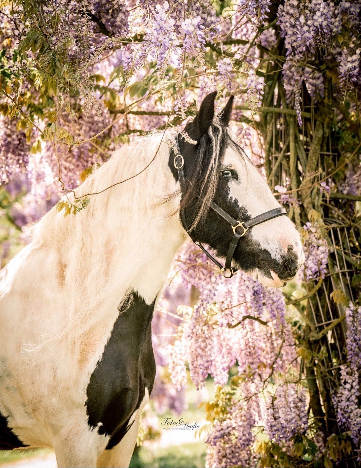 Het beste familiepaard/allrounder/tienerpaard (tinker ruin), Dieren en Toebehoren, Ruin, Minder dan 160 cm, Recreatiepaard, 0 tot 2 jaar