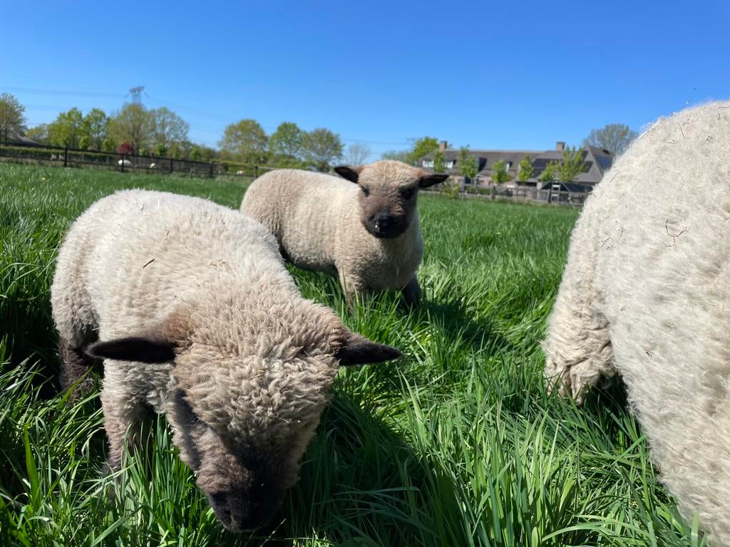 Shropshire ram lammeren te koop 3 februari 2026, Mannelijk, Schaap, 0 tot 2 jaar