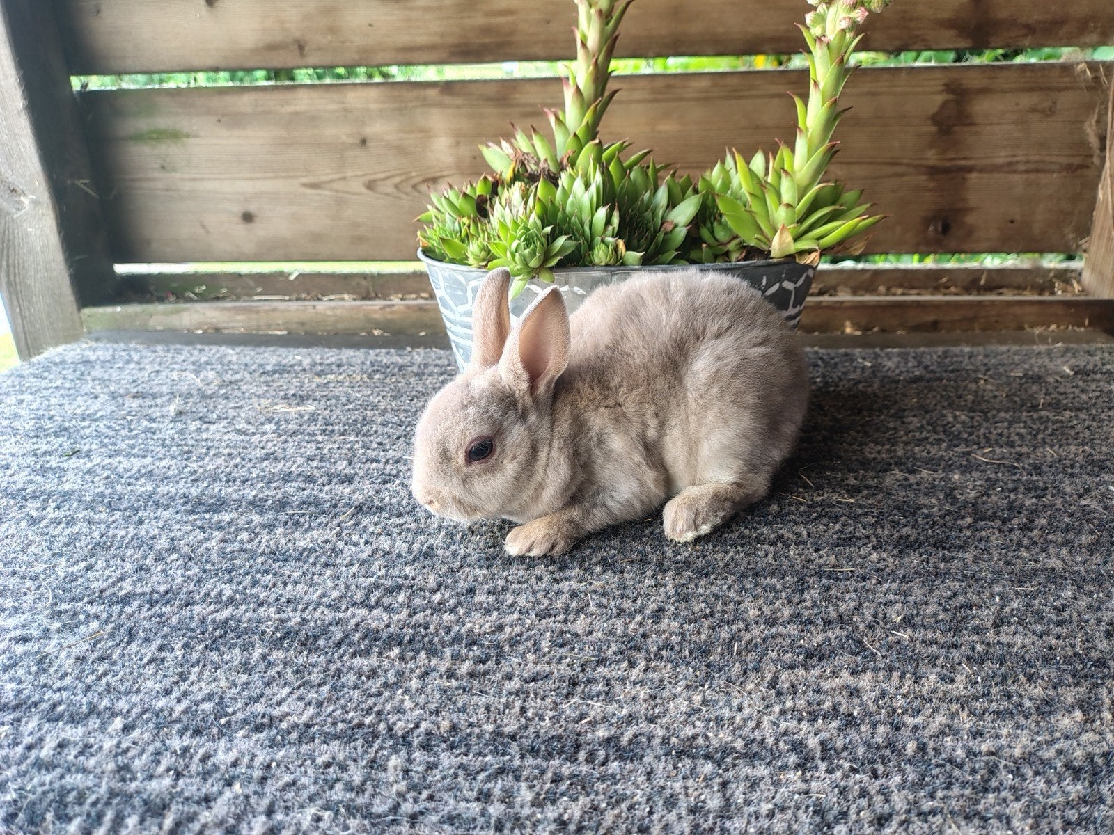 Rexdwerg, Dieren en Toebehoren, Mannelijk, Dwerg
