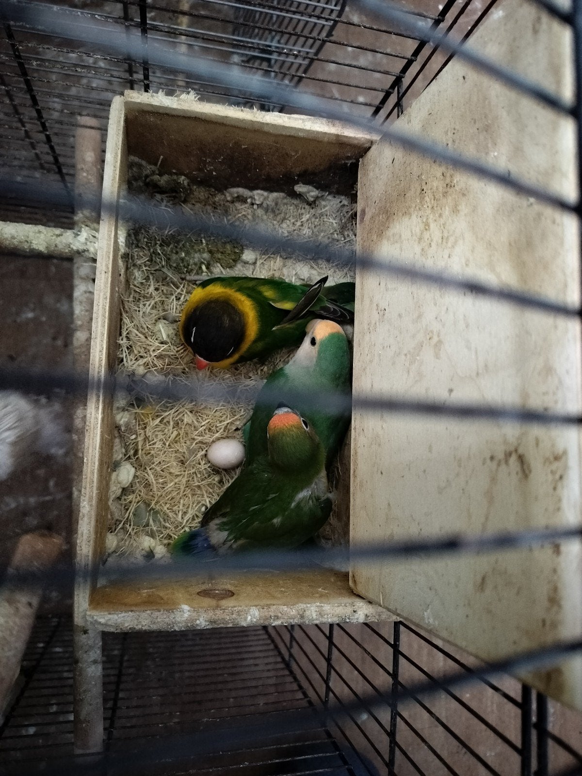 te koop agapornis jong van vorig jaar., Geslacht onbekend, Dwergpapegaai of Agapornis