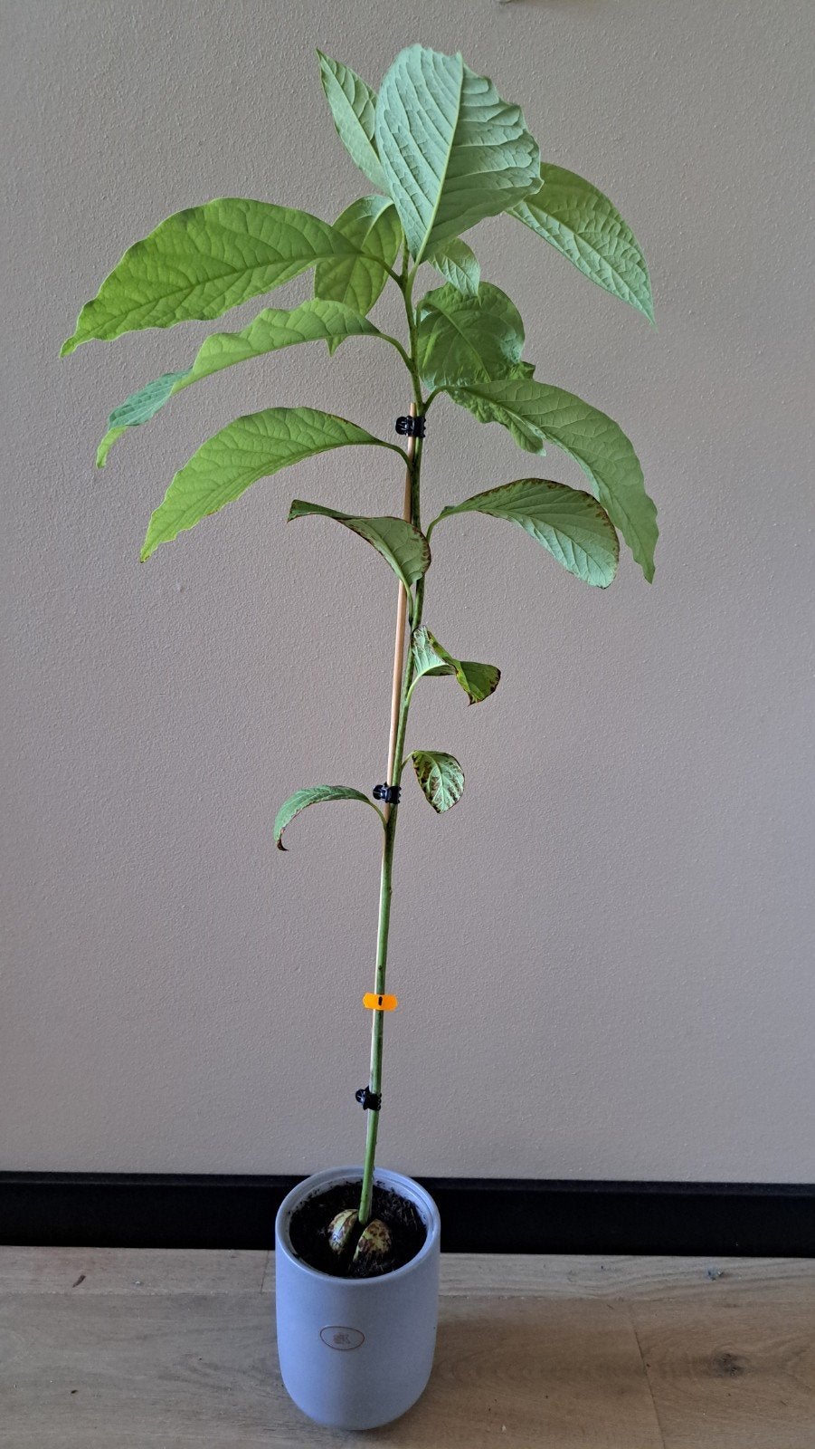 🪴 Avocadoplant in diverse lengtes in pot zelf opgekweekt, Ophalen, Vaste plant, Overige soorten, Volle zon