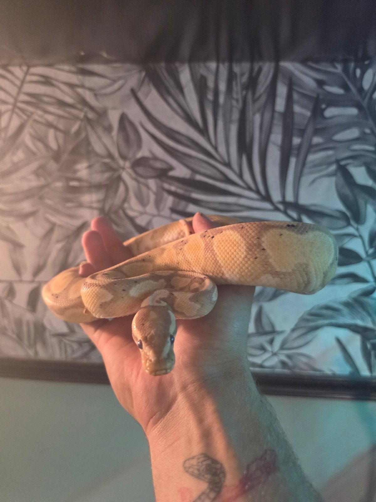 Konings python koppel, Dieren en Toebehoren, Slang, Tam, 3 tot 6 jaar