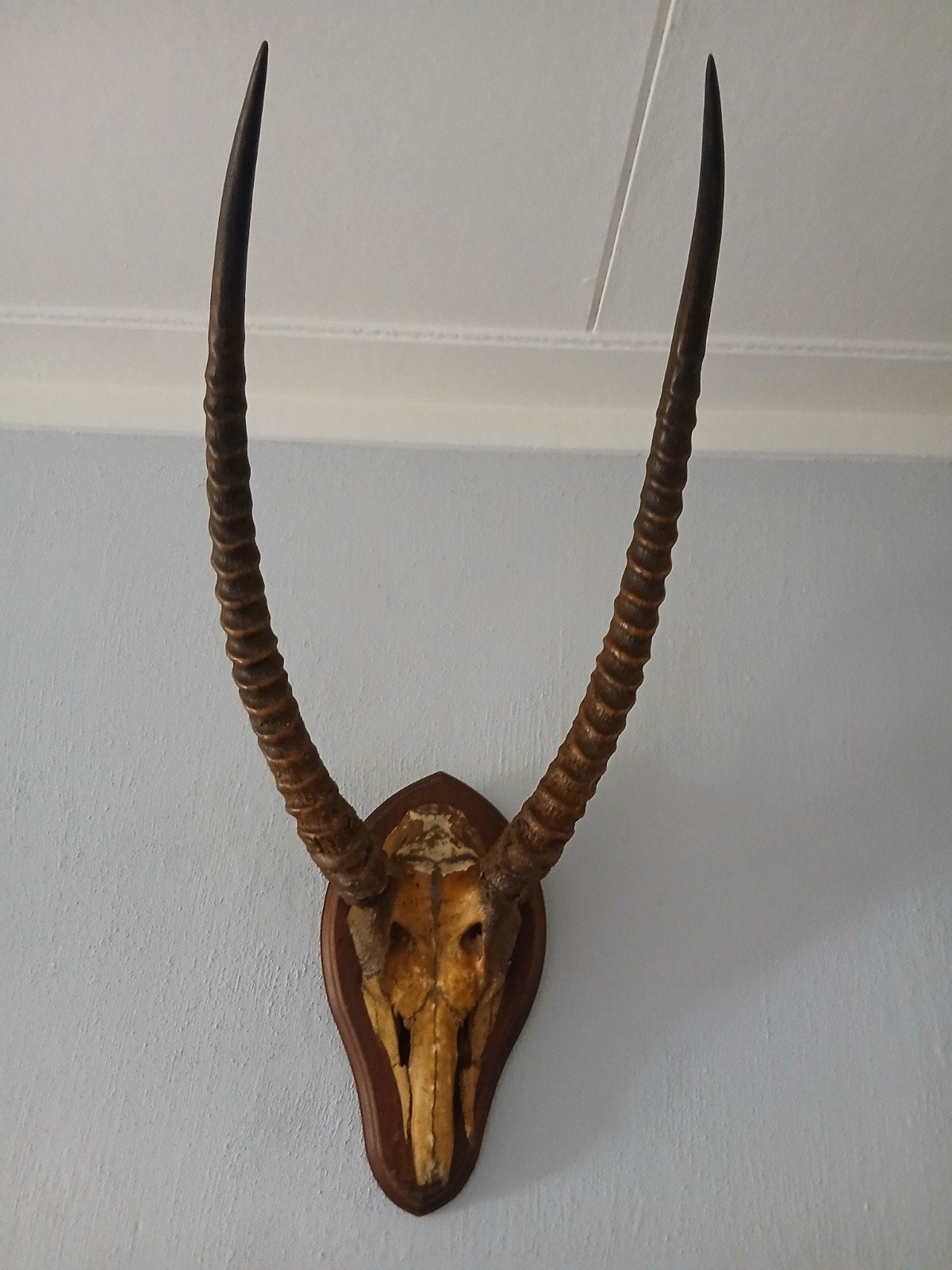 Afrikaanse Waterbok Hoorns op Schild, Ophalen, Gebruikt, Wild dier