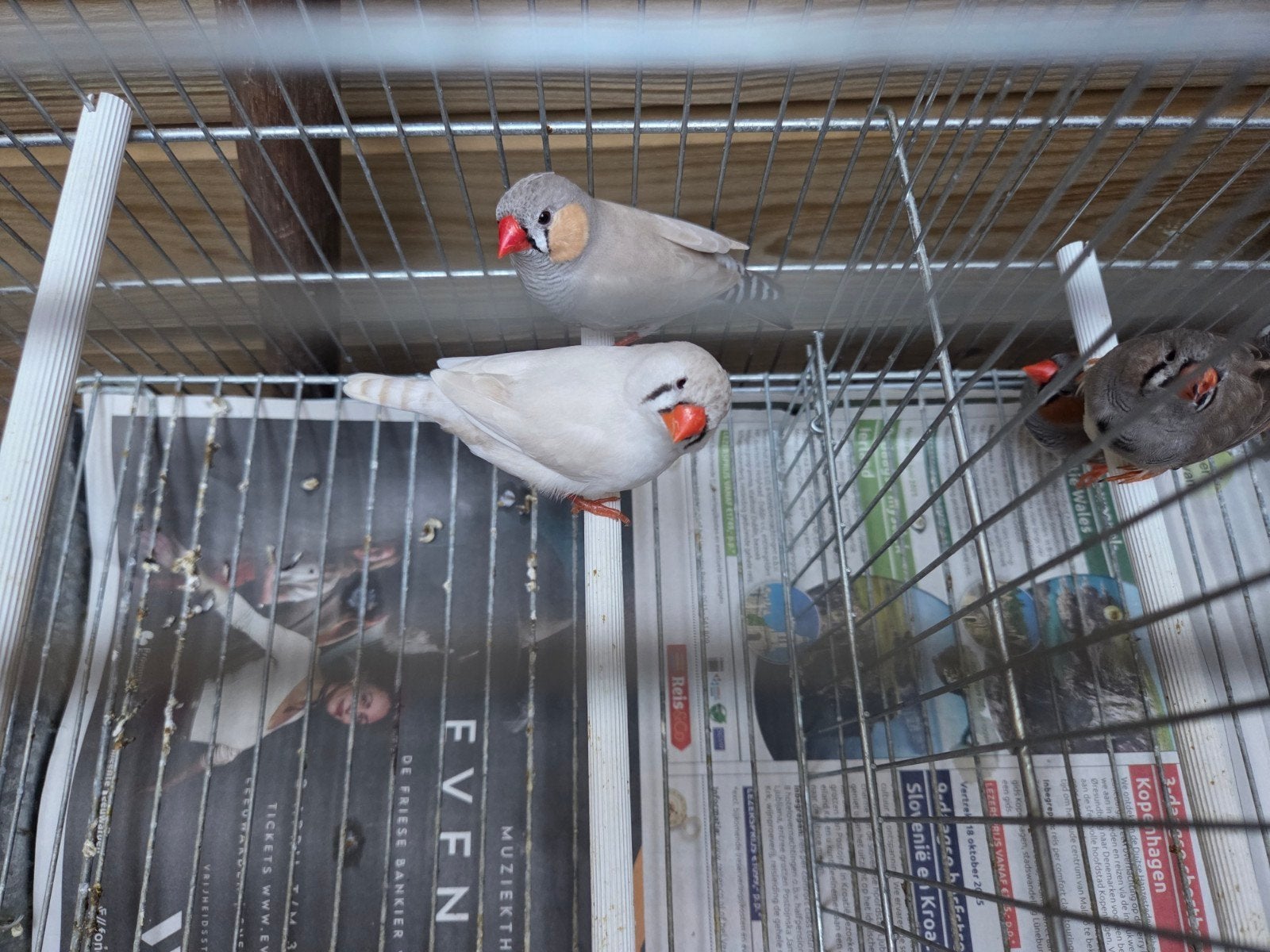 Koppel zebravinken, Meerdere dieren, Tropenvogel