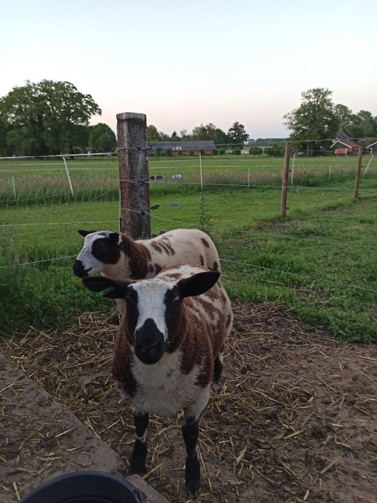 Baggerbonte lammeren, Dieren en Toebehoren, Schapen, Geiten en Varkens, Meerdere dieren, Schaap, 0 tot 2 jaar