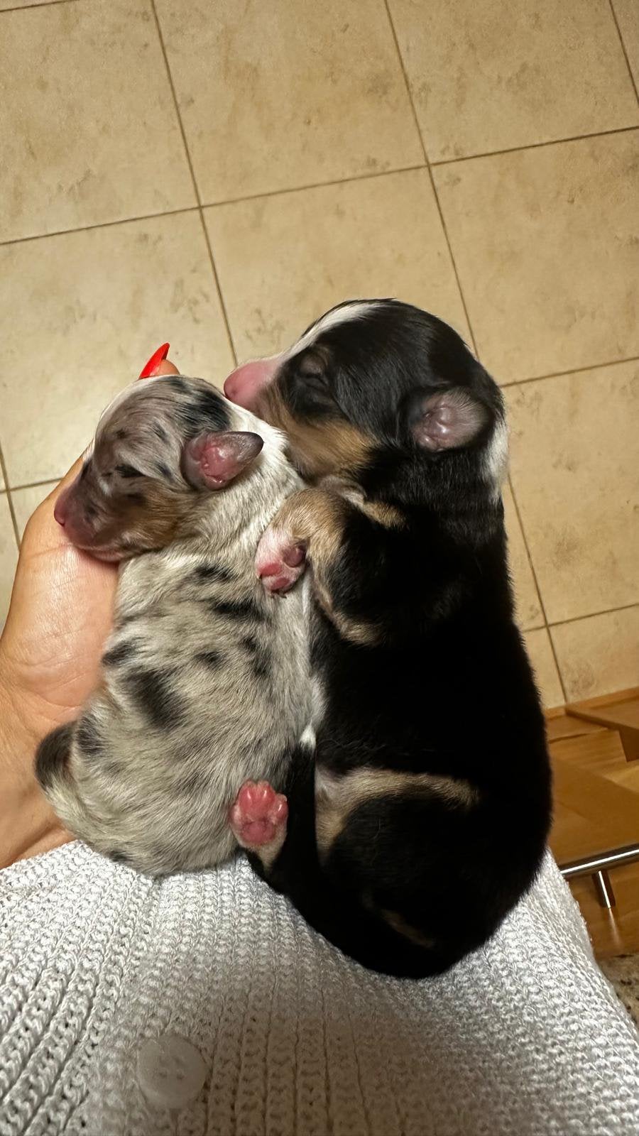 Australische Herders, België, Particulier, 8 tot 15 weken, Parvo