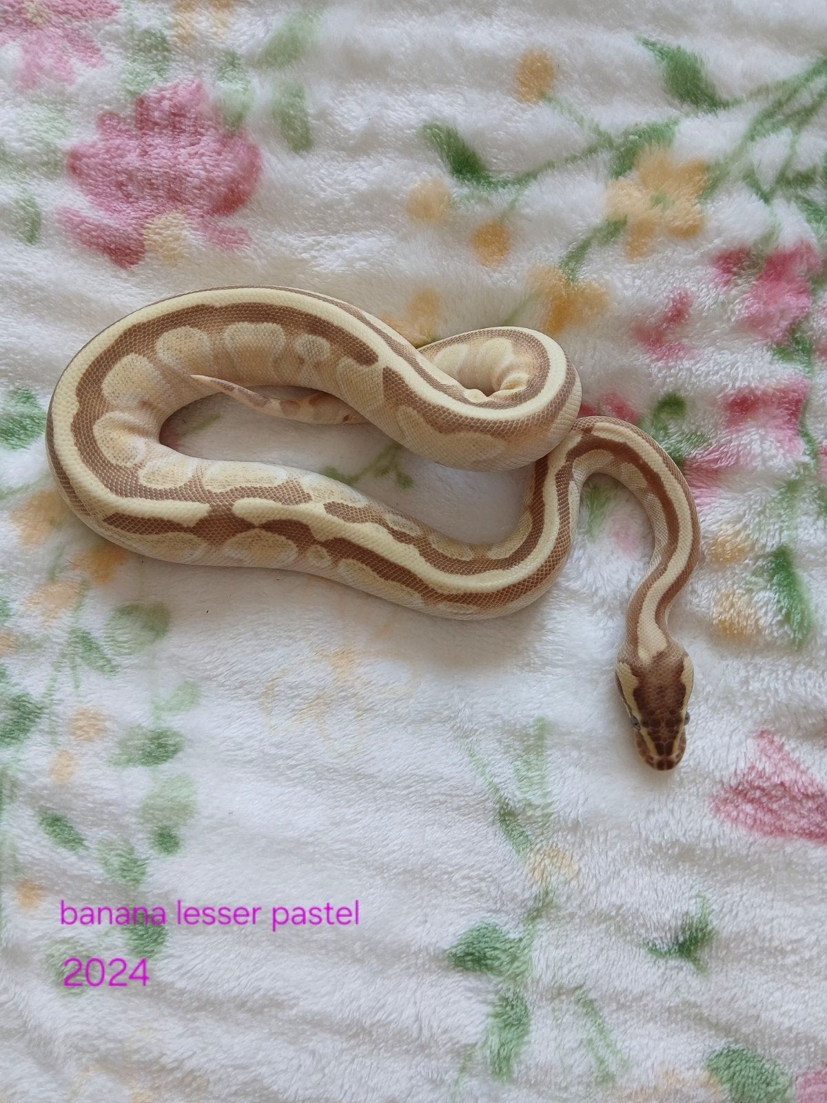 koningspython dames en mannen Ball Python photo 7