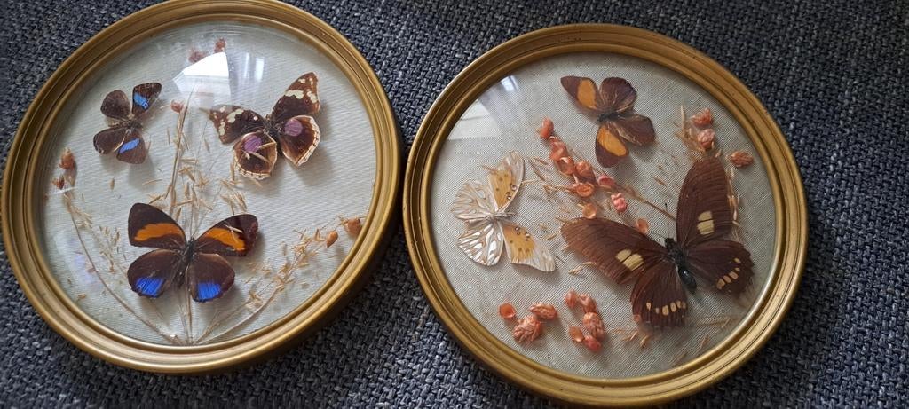 2 ronde lijstjes met bol glas en echte vlinders, Ophalen of Verzenden