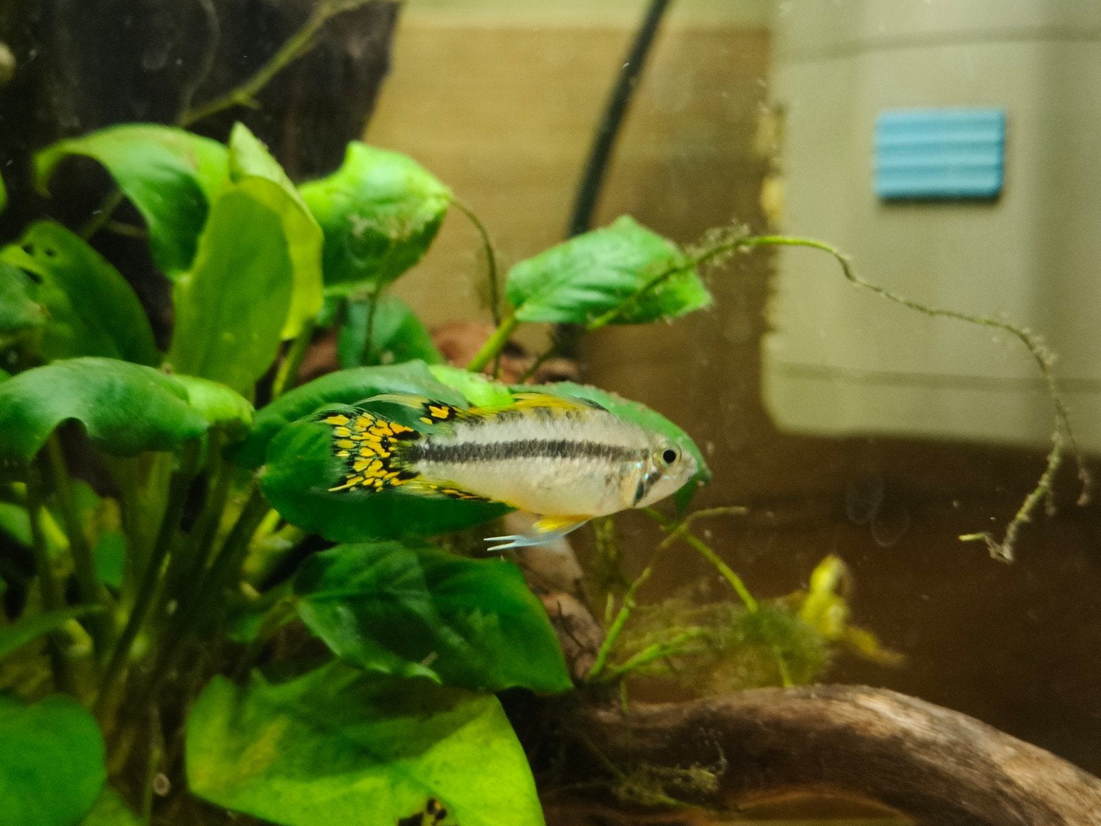 Apistogramma Cacatuoide double red, Dieren en Toebehoren, Vissen | Aquariumvissen