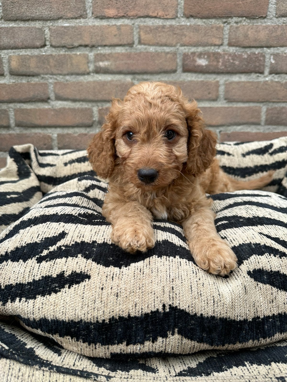 Cavapoo pups, Parvo, Nederland, Overige rassen, 8 tot 15 weken