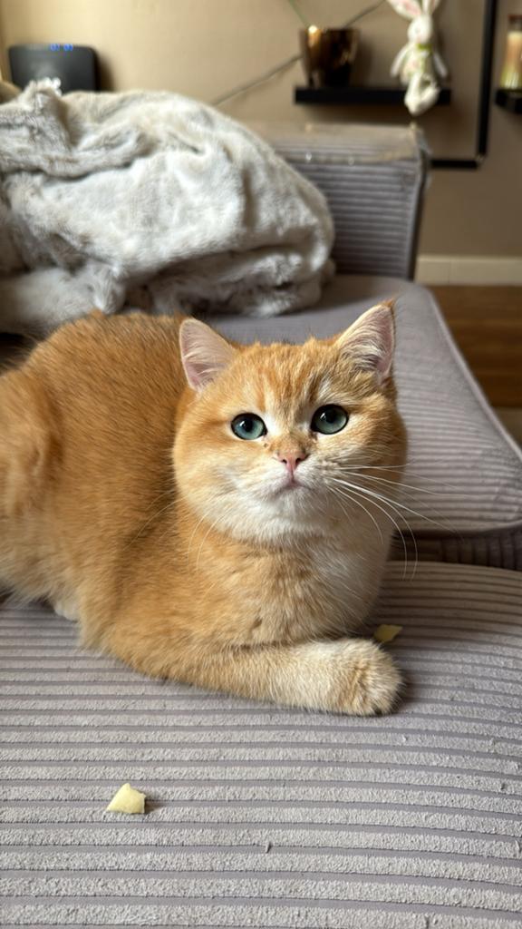Brits korthaar golden shell poes, Poes